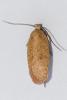 Agonopterix sp.